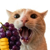 👻свага🍇