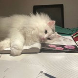 ты