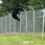 🇺🇸 Визы США 🐻 in NYC