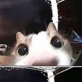ми ша
