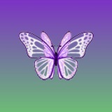 𝐍𝐢𝐠𝐡𝐭 𝐁𝐮𝐭𝐭𝐞𝐫𝐟𝐥𝐢𝐞𝐬 🦋